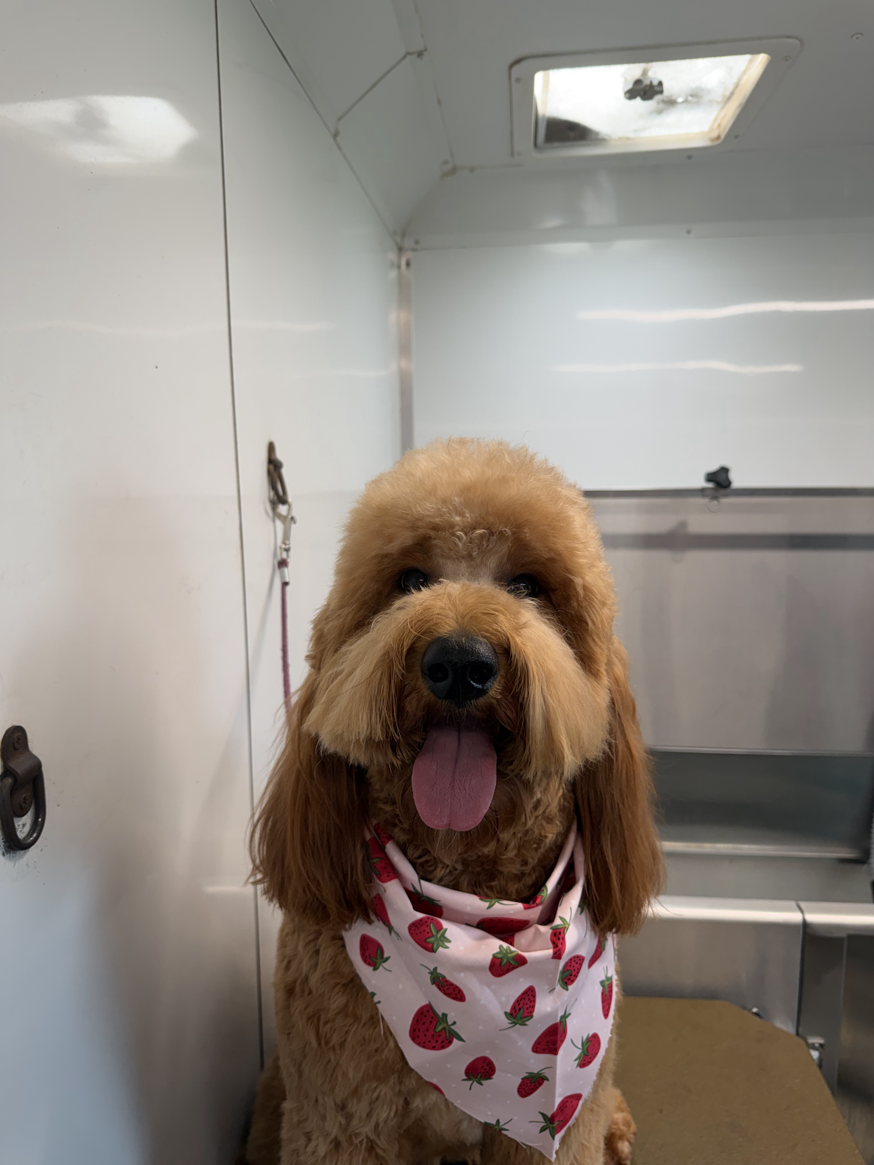 After grooming